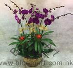 Orchid Phalaenopsis Gift Set - CODE 1131